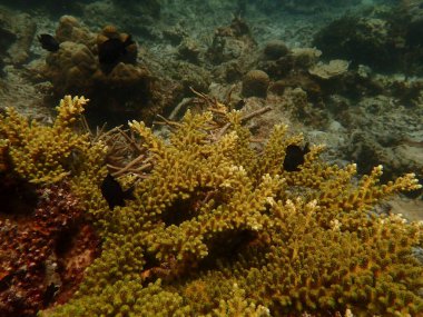 Malezya 'daki Redang Adası' ndaki mercan kayalıklarında güzel bir mercan bulundu.