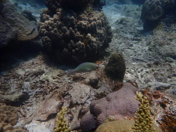 Malezya 'daki Redang Adası' ndaki mercan kayalıklarında güzel bir mercan bulundu.