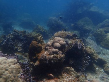 Malezya 'daki mercan kayalıklarında güzel bir mercan bulundu.