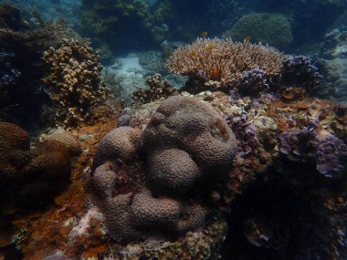 Malezya 'daki mercan kayalıklarında güzel bir mercan bulundu.