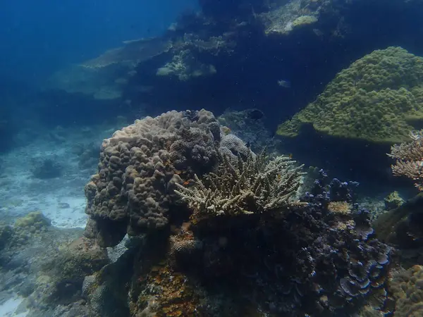 Malezya 'daki mercan kayalıklarında güzel bir mercan bulundu.