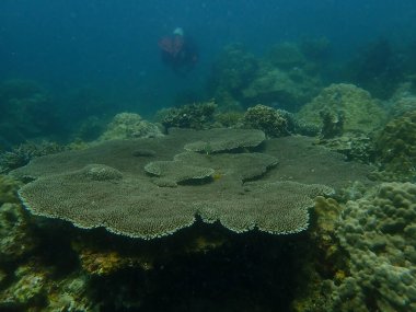 Malezya 'daki Lang Tengah Adası' ndaki mercan kayalıklarında mercan bulundu.