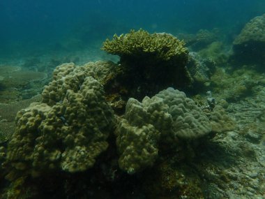 Malezya 'daki Lang Tengah Adası' ndaki mercan kayalıklarında mercan bulundu.