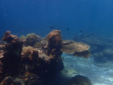 Malezya 'daki Lang Tengah Adası' ndaki mercan kayalıklarında mercan bulundu.