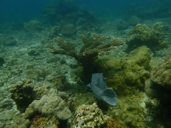 Kirpi balığı Malezya 'nın Lang Tengah adasındaki mercan kayalıklarında bulundu.