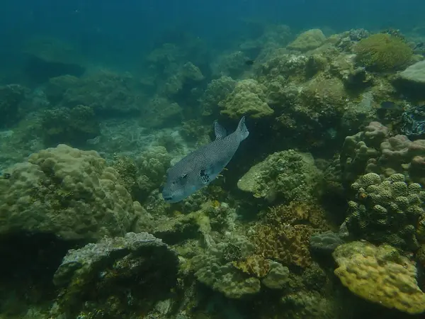 Kirpi balığı Malezya 'nın Lang Tengah adasındaki mercan kayalıklarında bulundu.