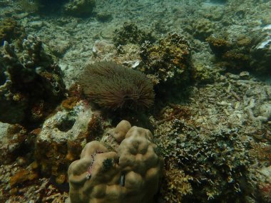 Malezya 'daki Lang Tengah Adası' ndaki mercan kayalıklarında mercan bulundu.