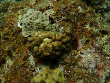 Malezya 'daki Lang Tengah Adası' ndaki mercan kayalıklarında mercan bulundu.