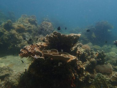 Malezya 'daki Lang Tengah Adası' ndaki mercan kayalıklarında mercan bulundu.