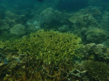 Malezya 'daki Lang Tengah Adası' ndaki mercan kayalıklarında mercan bulundu.