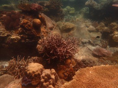 Malezya 'daki Lang Tengah Adası' ndaki mercan kayalıklarında mercan bulundu.