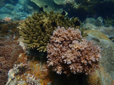 Malezya 'daki Lang Tengah Adası' ndaki mercan kayalıklarında mercan bulundu.