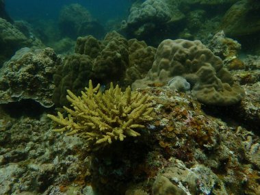 Malezya 'daki Lang Tengah Adası' ndaki mercan kayalıklarında mercan bulundu.