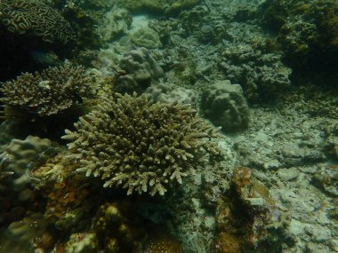 Malezya 'daki Lang Tengah Adası' ndaki mercan kayalıklarında mercan bulundu.