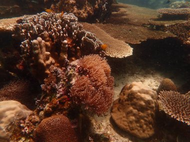 Malezya 'daki Lang Tengah Adası' ndaki mercan kayalıklarında mercan bulundu.