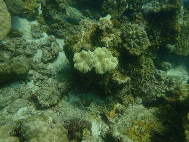 Malezya 'daki Lang Tengah Adası' ndaki mercan kayalıklarında mercan bulundu.