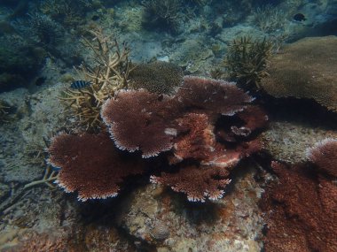 Malezya 'daki Lang Tengah Adası' ndaki mercan kayalıklarında mercan bulundu.