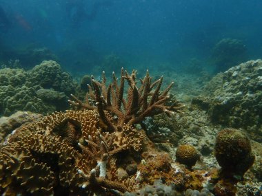 Malezya 'daki Lang Tengah Adası' ndaki mercan kayalıklarında mercan bulundu.