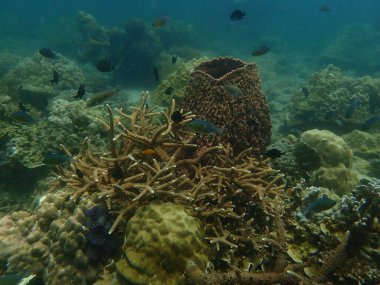 Malezya 'daki Lang Tengah Adası' ndaki mercan kayalıklarında mercan bulundu.