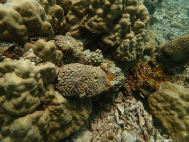 Malezya 'daki Lang Tengah Adası' ndaki mercan kayalıklarında mercan bulundu.