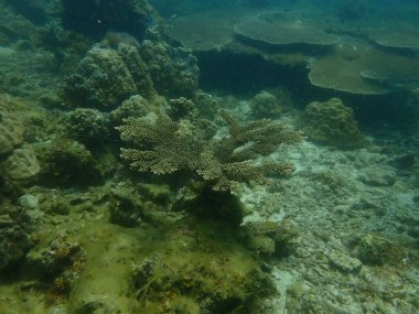 Malezya 'daki Lang Tengah Adası' ndaki mercan kayalıklarında mercan bulundu.