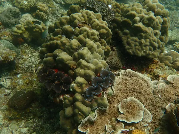 Malezya 'daki Lang Tengah Adası' ndaki mercan kayalıklarında mercan bulundu.