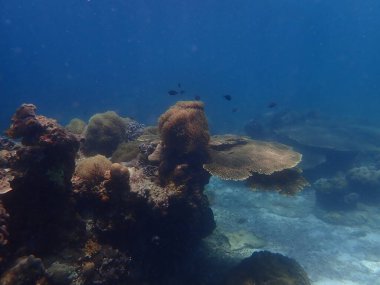 Malezya 'daki Lang Tengah Adası' ndaki mercan kayalıklarında mercan bulundu.