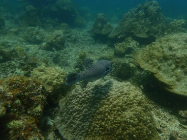 Malezya 'daki Lang Tengah Adası' ndaki mercan kayalıklarında mercan bulundu.