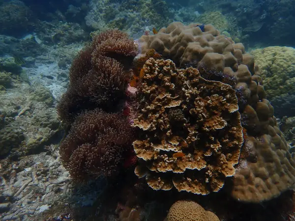 Malezya 'daki Lang Tengah Adası' ndaki mercan kayalıklarında mercan bulundu.
