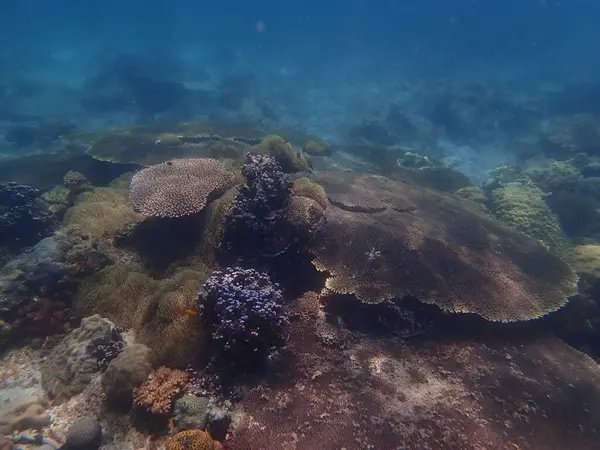 Malezya 'daki Lang Tengah Adası' ndaki mercan kayalıklarında mercan bulundu.