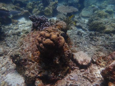 Malezya 'nın Lang Tengah Adası' ndaki mercan kayalıklarında mercan bulundu. Yüksek kalite fotoğraf