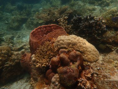 Malezya 'nın Lang Tengah Adası' ndaki mercan kayalıklarında mercan bulundu. Yüksek kalite fotoğraf