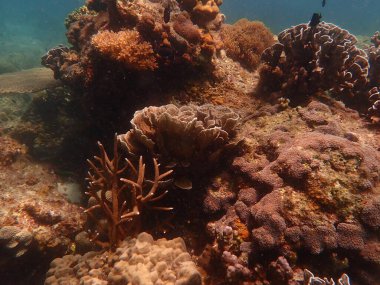 Malezya 'nın Lang Tengah Adası' ndaki mercan kayalıklarında mercan bulundu. Yüksek kalite fotoğraf