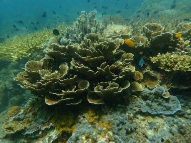Malezya 'nın Lang Tengah Adası' ndaki mercan kayalıklarında mercan bulundu. Yüksek kalite fotoğraf