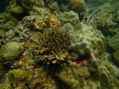 Malezya 'nın Lang Tengah Adası' ndaki mercan kayalıklarında mercan bulundu. Yüksek kalite fotoğraf