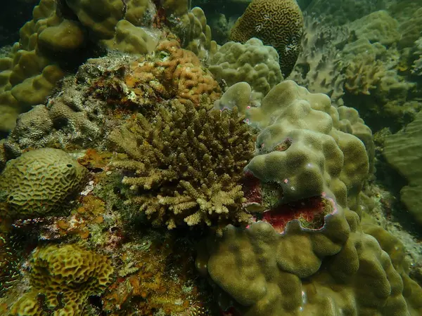Malezya 'nın Lang Tengah Adası' ndaki mercan kayalıklarında mercan bulundu. Yüksek kalite fotoğraf