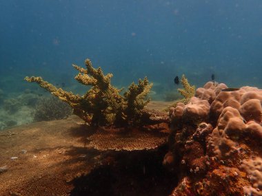 Malezya 'nın Lang Tengah Adası' ndaki mercan kayalıklarında mercan bulundu. Yüksek kalite fotoğraf