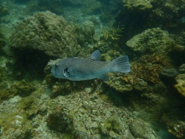 Malezya 'nın Lang Tengah Adası' ndaki mercan kayalıklarında mercan bulundu. Yüksek kalite fotoğraf