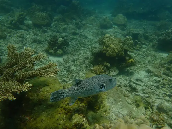 Malezya 'nın Lang Tengah Adası' ndaki mercan kayalıklarında mercan bulundu. Yüksek kalite fotoğraf