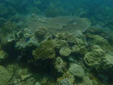 Malezya 'daki Lang Tengah Adası' ndaki mercan kayalıklarında mercan bulundu.