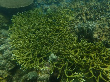 Malezya 'nın Lang Tengah Adası' ndaki mercan kayalıklarında mercan bulundu. Yüksek kalite fotoğraf