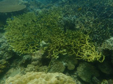Malezya 'nın Lang Tengah Adası' ndaki mercan kayalıklarında mercan bulundu. Yüksek kalite fotoğraf