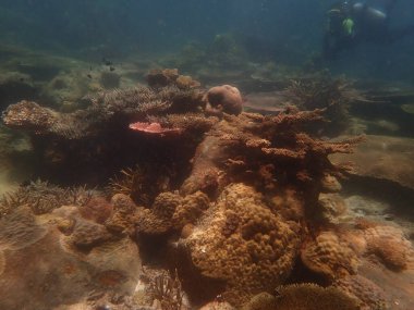 Malezya 'nın Lang Tengah Adası' ndaki mercan kayalıklarında mercan bulundu. Yüksek kalite fotoğraf