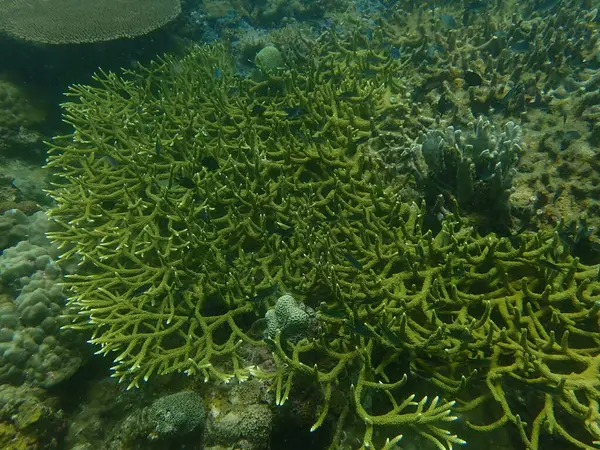 Malezya 'nın Lang Tengah Adası' ndaki mercan kayalıklarında mercan bulundu. Yüksek kalite fotoğraf