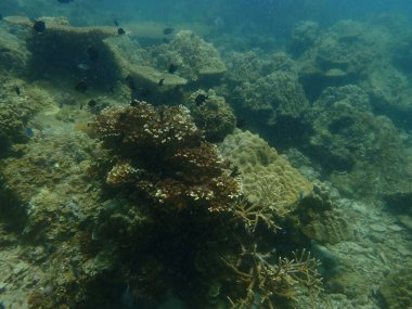Malezya 'nın Lang Tengah Adası' ndaki mercan kayalıklarında mercan bulundu. Yüksek kalite fotoğraf