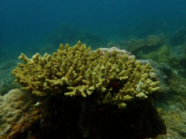 Malezya 'nın Lang Tengah Adası' ndaki mercan kayalıklarında mercan bulundu. Yüksek kalite fotoğraf