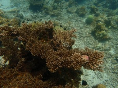 Malezya 'nın Lang Tengah Adası' ndaki mercan kayalıklarında mercan bulundu. Yüksek kalite fotoğraf