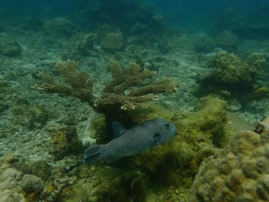 Malezya 'nın Lang Tengah Adası' ndaki mercan kayalıklarında mercan bulundu. Yüksek kalite fotoğraf