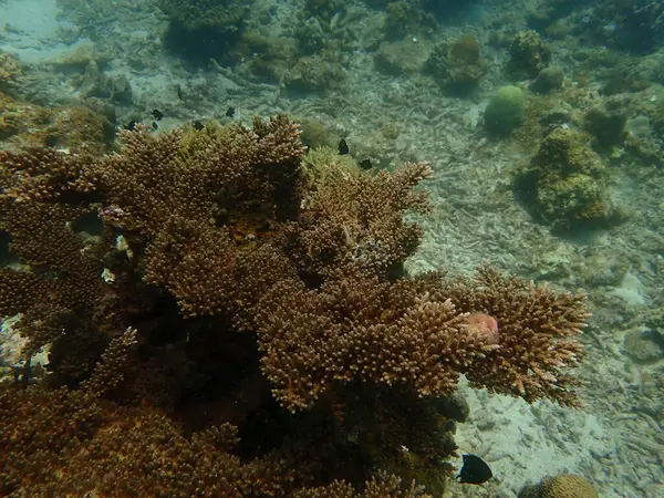 Malezya 'nın Lang Tengah Adası' ndaki mercan kayalıklarında mercan bulundu. Yüksek kalite fotoğraf