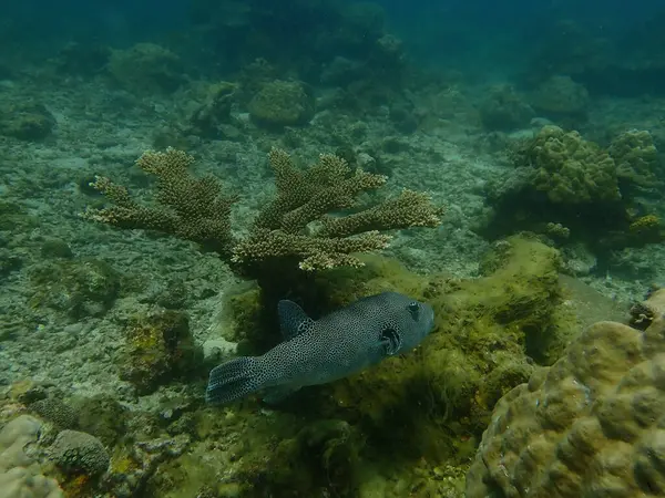 Malezya 'nın Lang Tengah Adası' ndaki mercan kayalıklarında mercan bulundu. Yüksek kalite fotoğraf